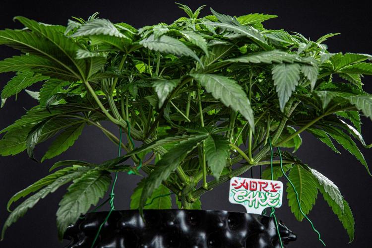 Nori Cake Green House Seed Co.. Week 7 - Day 48
