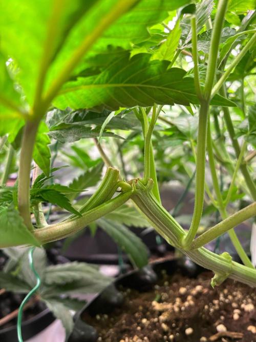Nori Cake Green House Seed Co.. Week 7 - Day 47