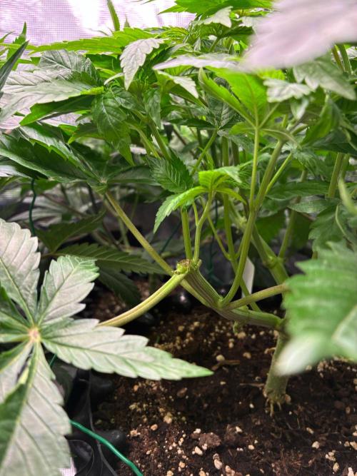 Nori Cake Green House Seed Co.. Week 7 - Day 47