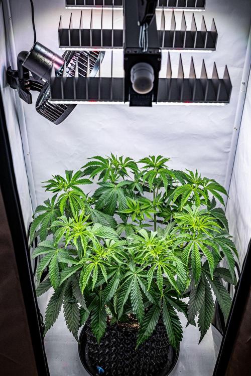 Sticky Broccoli Zamnesia EternityGrowCup. Week 7 - 60 x 60 tent view day 46