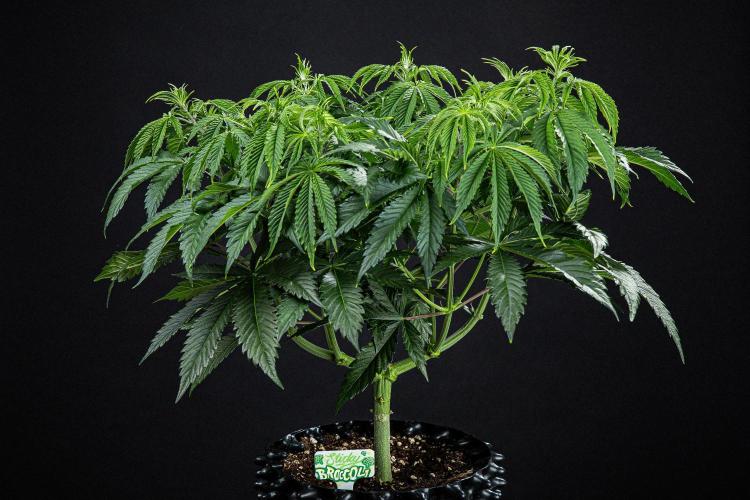 Sticky Broccoli Zamnesia EternityGrowCup. Week 7 - Day 48 Day #1