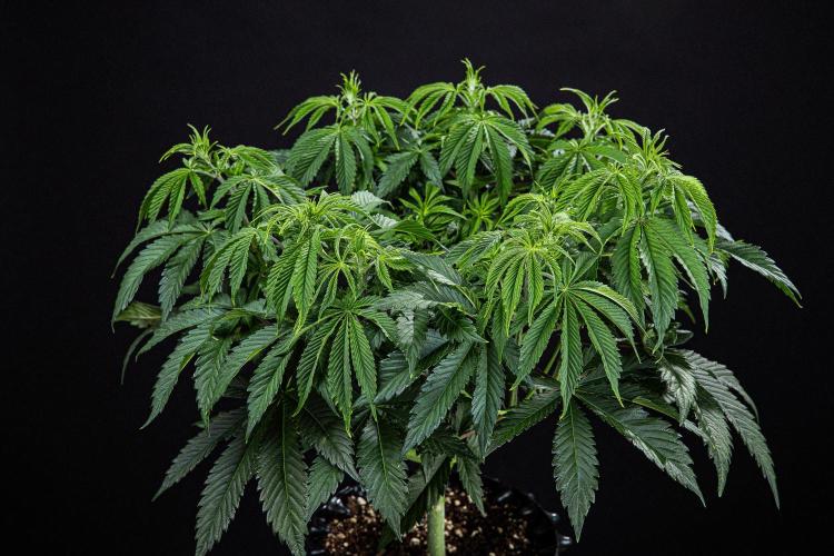 Sticky Broccoli Zamnesia EternityGrowCup. Week 7 - Day 48 Day #1