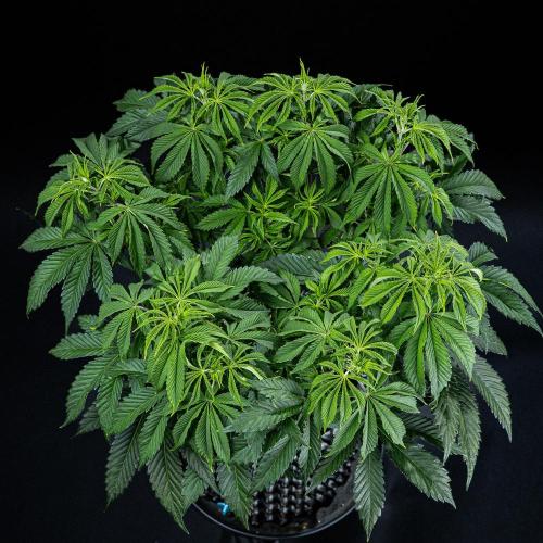 Sticky Broccoli Zamnesia EternityGrowCup. Week 7 - Day 48 Day #1