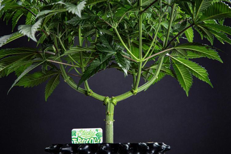 Sticky Broccoli Zamnesia EternityGrowCup. Week 7 - Day 48 Day #1