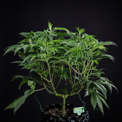 Sticky Broccoli Zamnesia EternityGrowCup. Week 7 - Day 48 #2