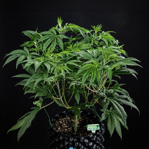 Sticky Broccoli Zamnesia EternityGrowCup. Week 7 - Day 48 #2