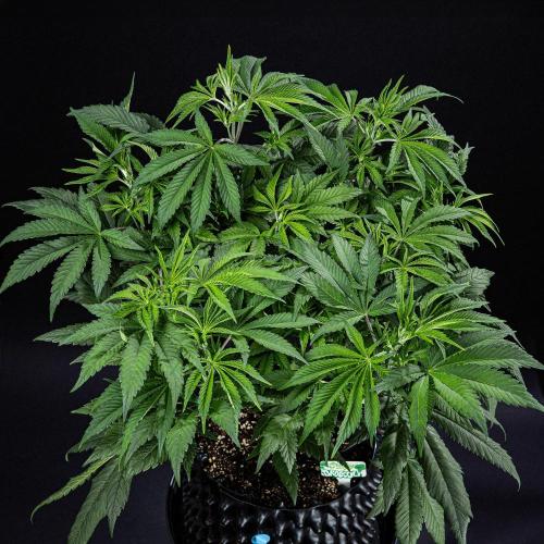 Sticky Broccoli Zamnesia EternityGrowCup. Week 7 - Day 48 #2