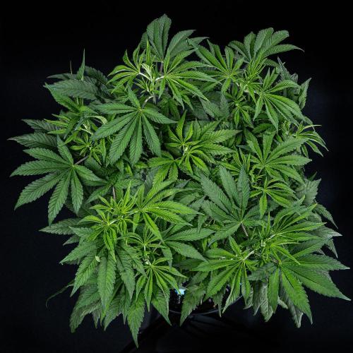Sticky Broccoli Zamnesia EternityGrowCup. Week 7 - Day 48 #2 before defoliation
