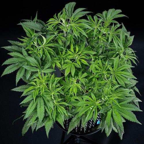 Sticky Broccoli Zamnesia EternityGrowCup. Week 7 - Day 48 #2 after defoliation