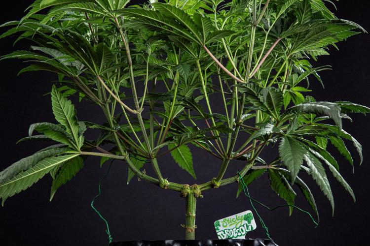 Sticky Broccoli Zamnesia EternityGrowCup. Week 7 - Day 48 #2