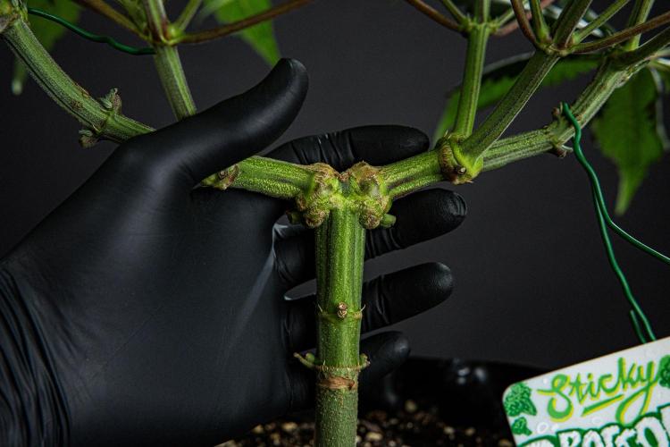 Sticky Broccoli Zamnesia EternityGrowCup. Week 7 - Day 48 #2