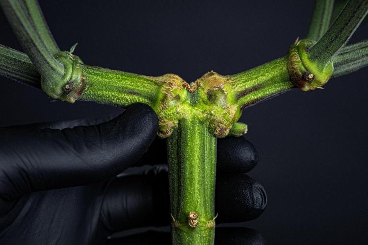 Sticky Broccoli Zamnesia EternityGrowCup. Week 7 - Day 48 #2