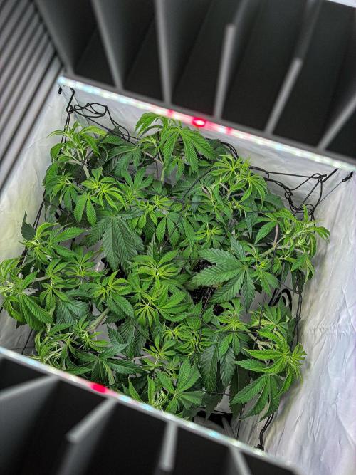 Sticky Broccoli Zamnesia EternityGrowCup. Week 7 - Day 48 #1 ScrOG installed
