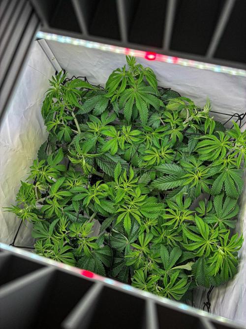 Sticky Broccoli Zamnesia EternityGrowCup. Week 7 - Day 49 #1 ScrOG installed
