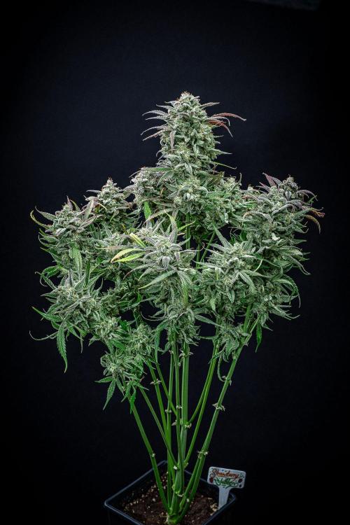 Strawberry Zkittlez Auto Ganja Farmer. Week 13 - Day 84
