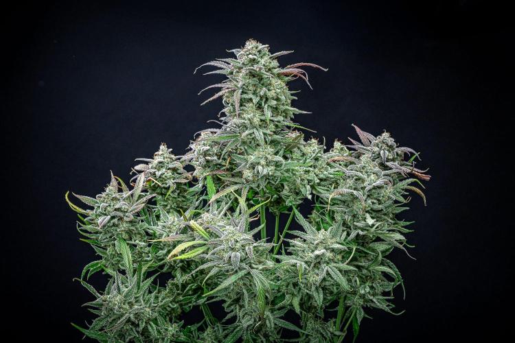 Strawberry Zkittlez Auto Ganja Farmer. Week 13 - Day 84