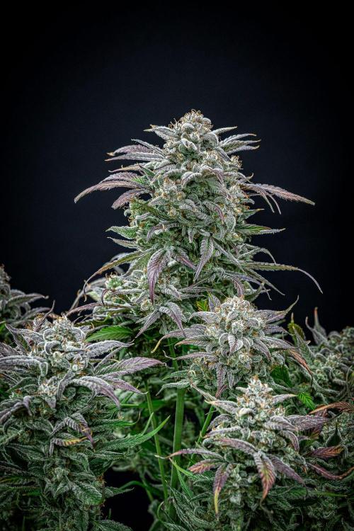 Strawberry Zkittlez Auto Ganja Farmer. Week 13 - Day 84