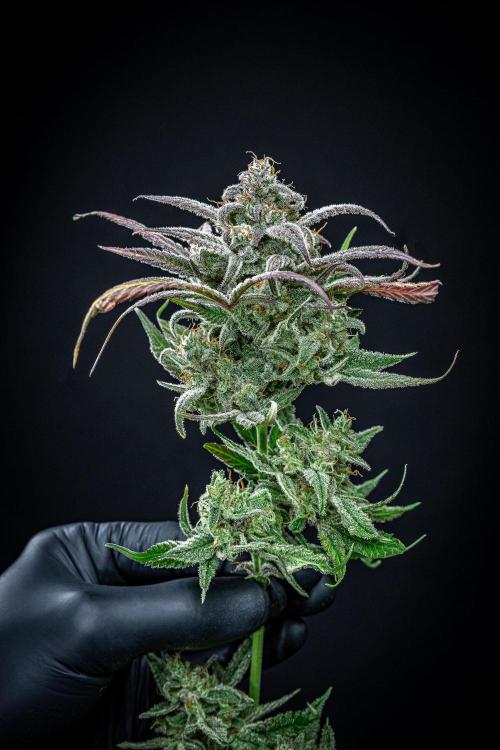 Strawberry Zkittlez Auto Ganja Farmer. Week 13 - Day 84
