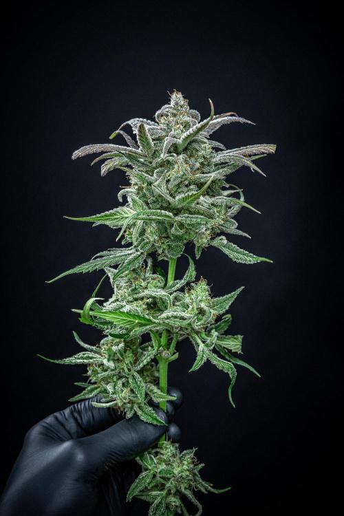 Strawberry Zkittlez Auto Ganja Farmer. Week 13 - Day 84
