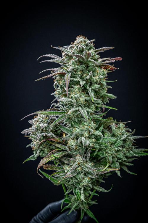 Strawberry Zkittlez Auto Ganja Farmer. Week 13 - Day 84