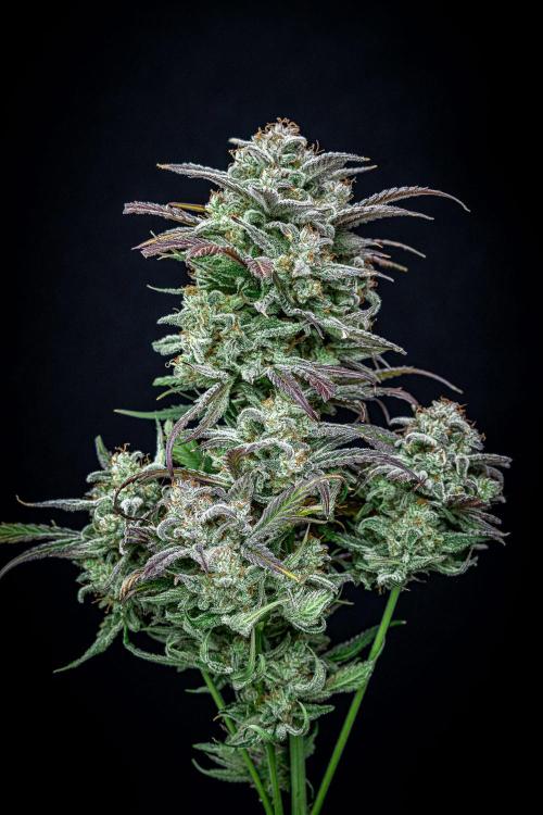 Strawberry Zkittlez Auto Ganja Farmer. Week 13 - Day 84