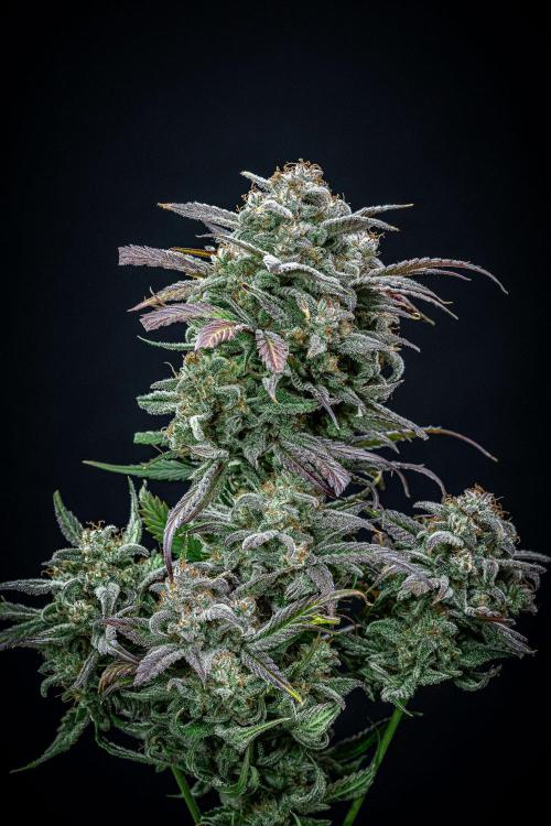 Strawberry Zkittlez Auto Ganja Farmer. Week 13 - Day 84