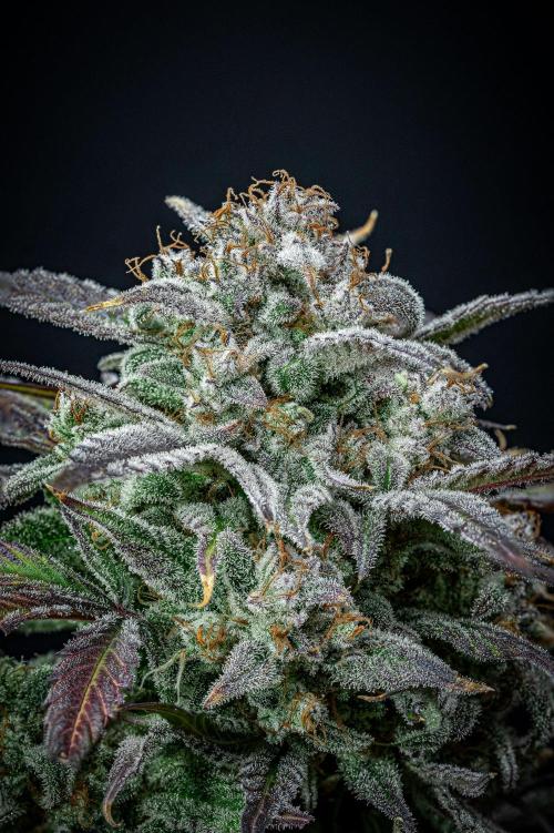 Strawberry Zkittlez Auto Ganja Farmer. Week 13 - Day 84