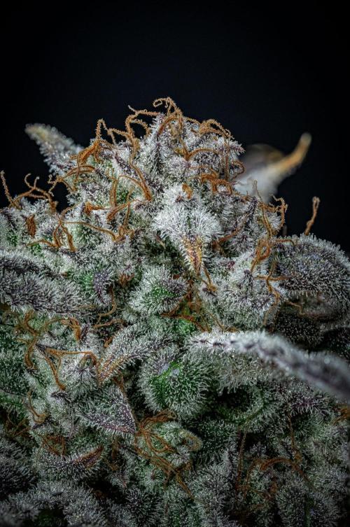 Strawberry Zkittlez Auto Ganja Farmer. Week 13 - Day 84