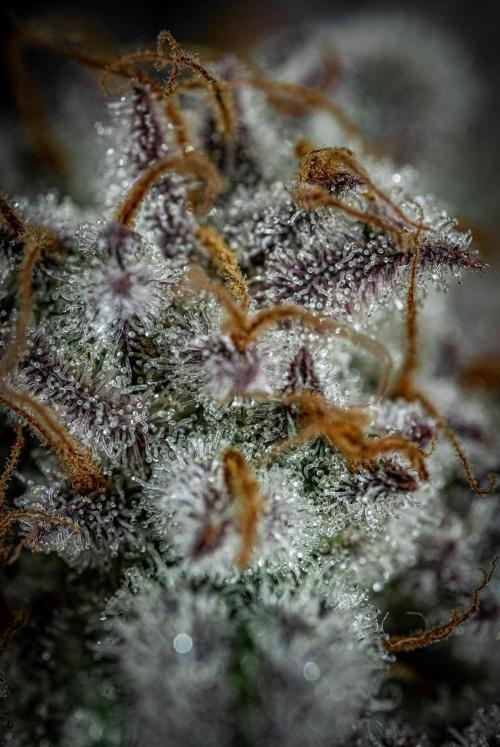 Strawberry Zkittlez Auto Ganja Farmer. Week 13 - Day 84