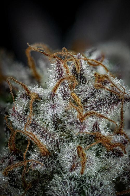 Strawberry Zkittlez Auto Ganja Farmer. Week 13 - Day 84