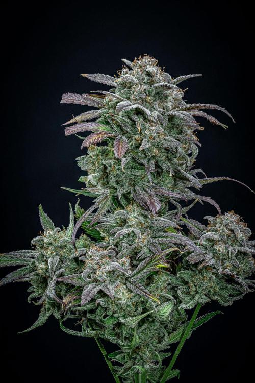Strawberry Zkittlez Auto Ganja Farmer. Week 13 - Day 84