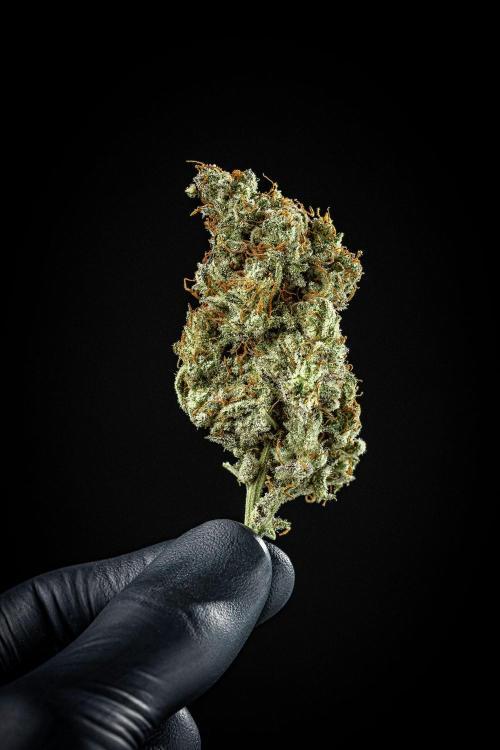 Strawberry Zkittlez Auto Ganja Farmer. Week 13 - Day 121