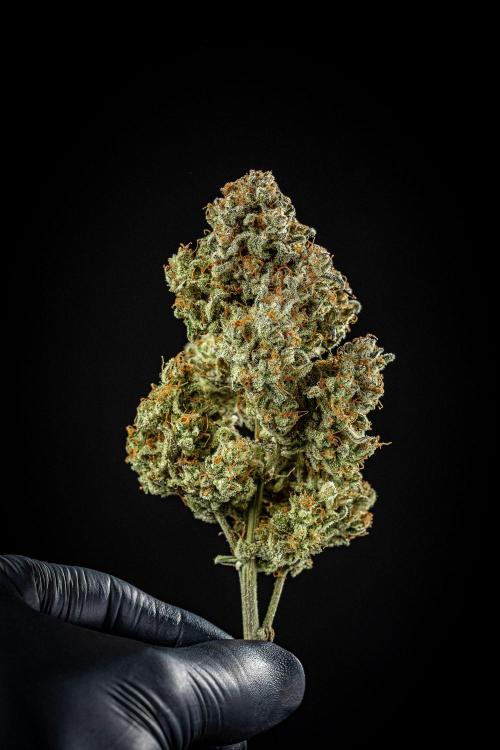 Strawberry Zkittlez Auto Ganja Farmer. Week 13 - Day 121