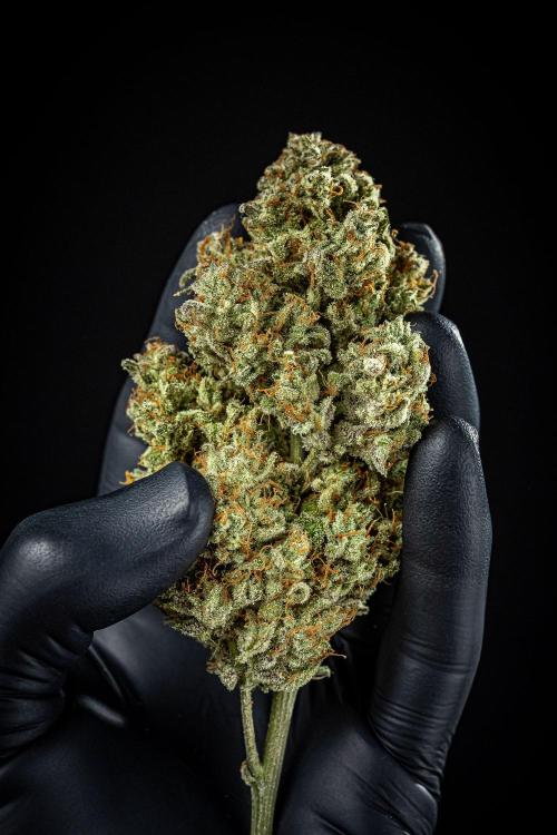 Strawberry Zkittlez Auto Ganja Farmer. Week 13 - Day 121