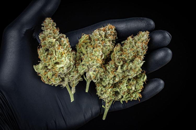 Strawberry Zkittlez Auto Ganja Farmer. Week 13 - Day 121
