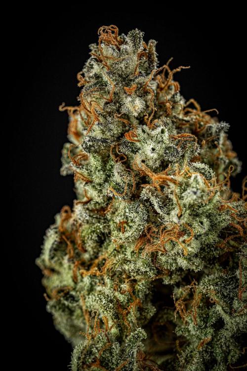 Strawberry Zkittlez Auto Ganja Farmer. Week 13 - Day 121