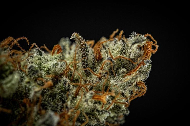 Strawberry Zkittlez Auto Ganja Farmer. Week 13 - Day 121