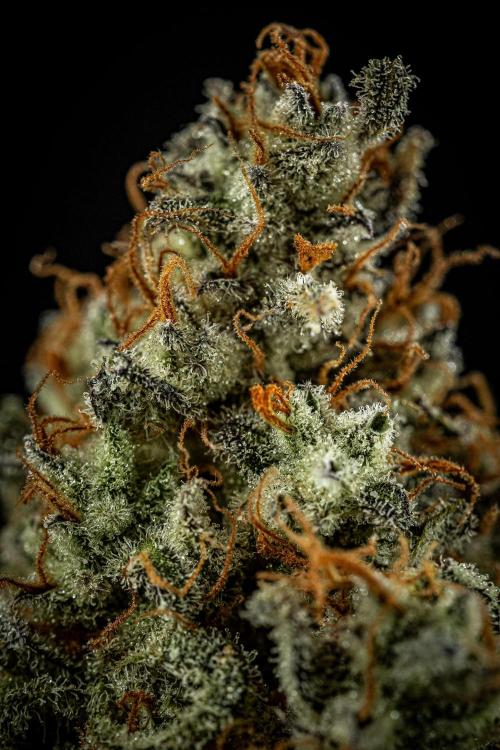 Strawberry Zkittlez Auto Ganja Farmer. Week 13 - Day 121