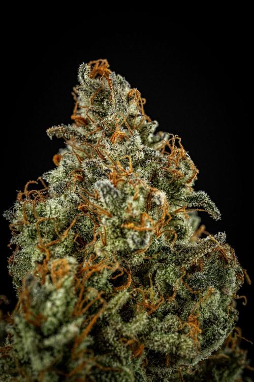 Strawberry Zkittlez Auto Ganja Farmer. Week 13 - Day 121
