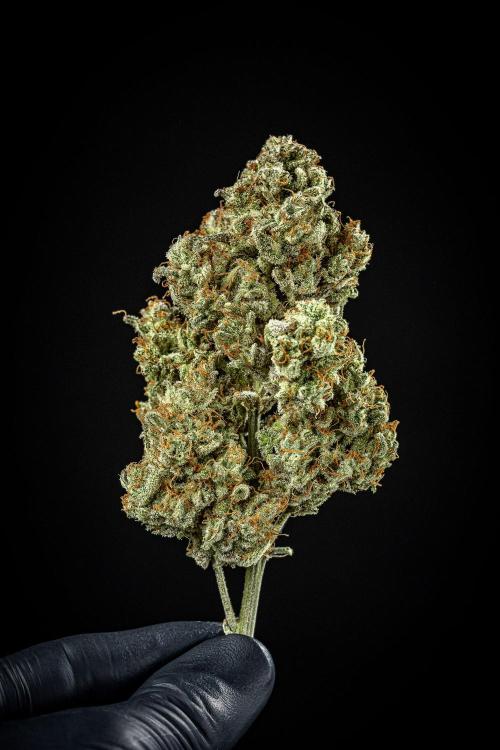Strawberry Zkittlez Auto Ganja Farmer. Week 13 - Day 121
