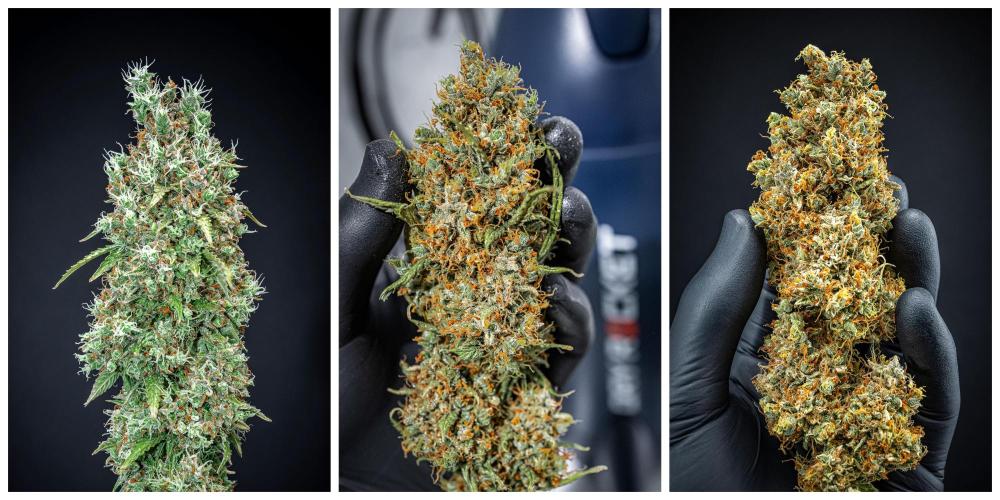 Zamnesia Seeds - Dutch Treat Automatic door Cauli