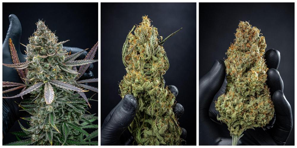 Green House Seed Co. - Chemical Candy door Cauli