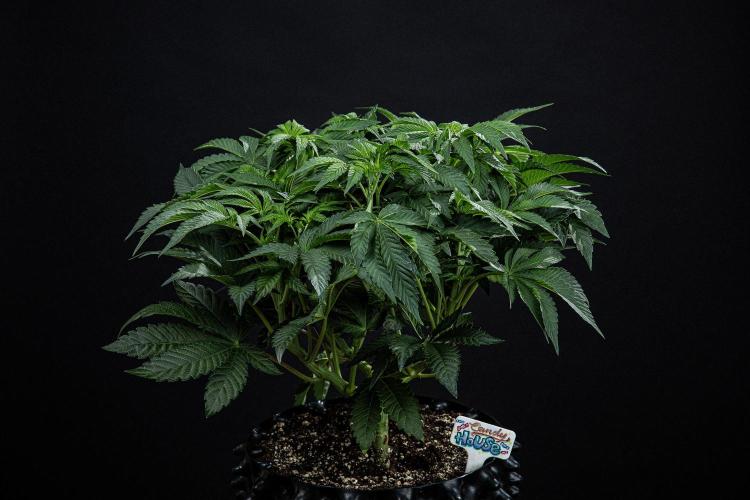 Candy House UKHTA Genetics. Week 8 - Day 35