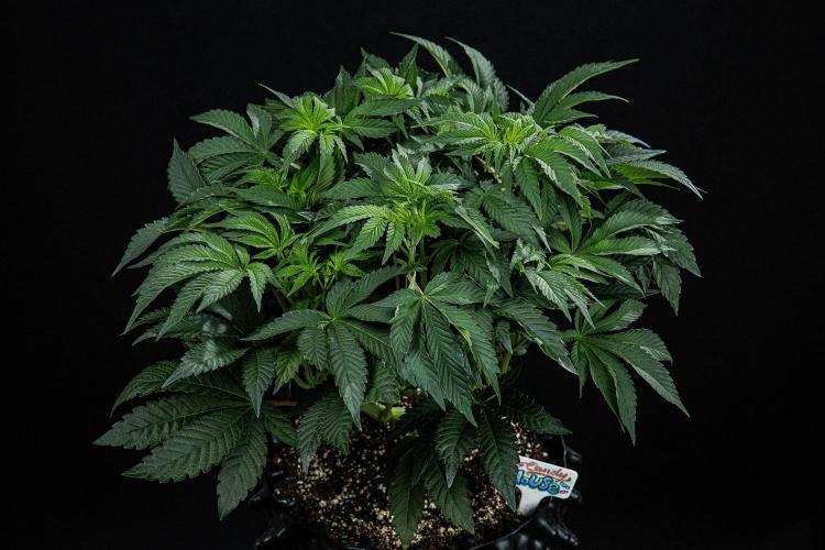 Candy House UKHTA Genetics. Week 8 - Day 35