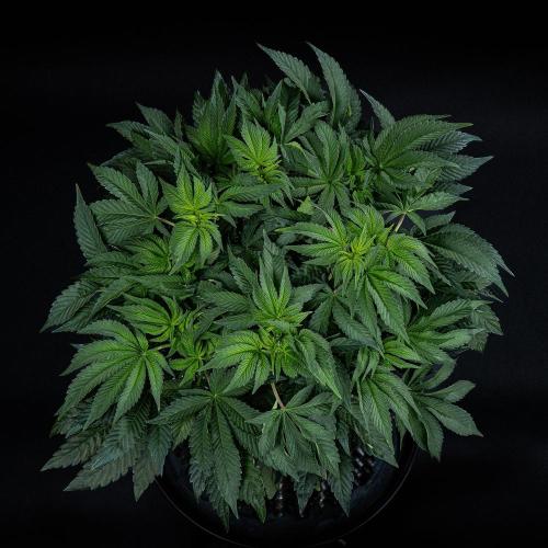 Candy House UKHTA Genetics. Week 8 - Day 35