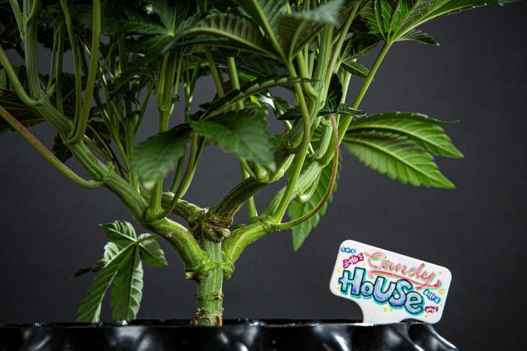 Candy House UKHTA Genetics. Week 8 - Day 35