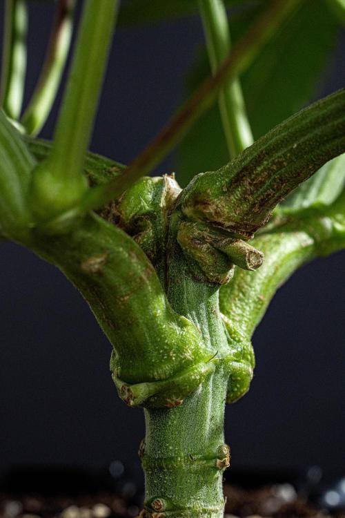 Candy House UKHTA Genetics. Week 8 - Day 35 – finally healed quite okay