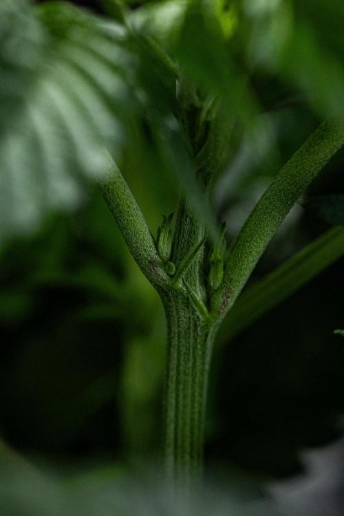 Candy House UKHTA Genetics. Week 8 - Day 35 – little slow on showing some pistills