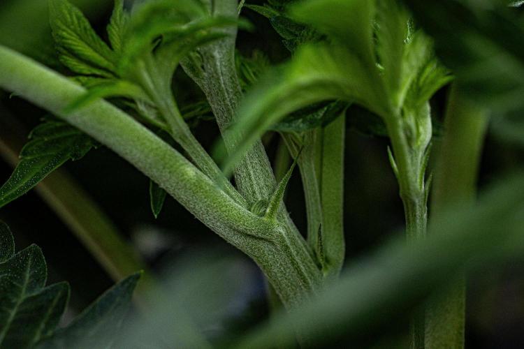 Candy House UKHTA Genetics. Week 8 - Day 35