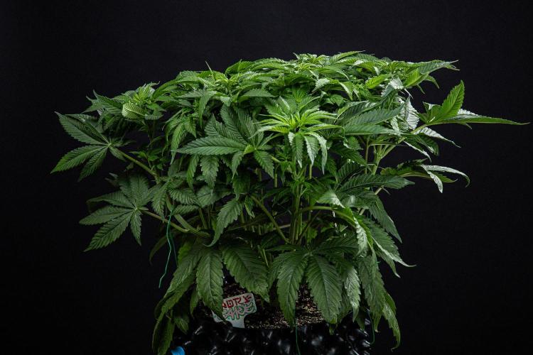 Nori Cake Green House Seed Co.. Week 8 - Day 55